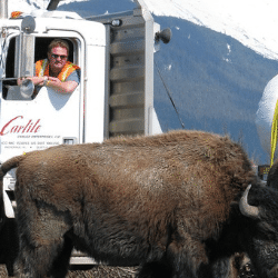 Carlile To Transport More Than Two Dozen Bison