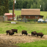 PODCAST: Carlile Transportation makes a bison-size move