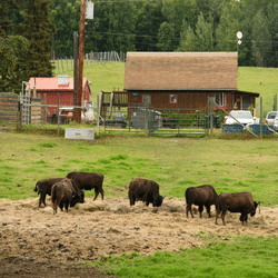 PODCAST: Carlile Transportation Makes a Bison-Size Move